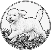 Perro joven corriendo